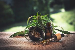 cbd plante adaptogène