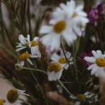 huile essentielle crise angoisse camomille