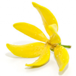 huile essentielle crise angoisse ylangylang