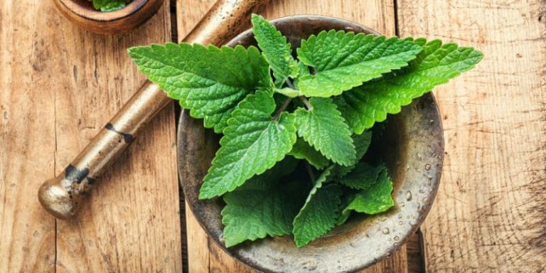 Les vertues de la Fleur de Mélisse : Comment Planter Votre Carte De Mélisse ?