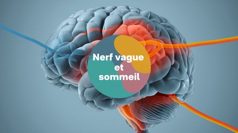 Le rôle du nerf vague dans la qualité du sommeil