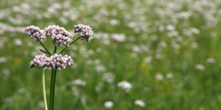 9 plantes pour améliorer la qualité de votre sommeil
