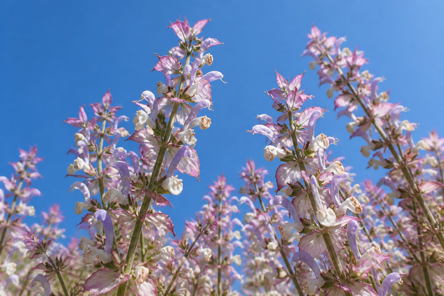 3 plantes majeures pour apaiser naturellement les crises de chaleur