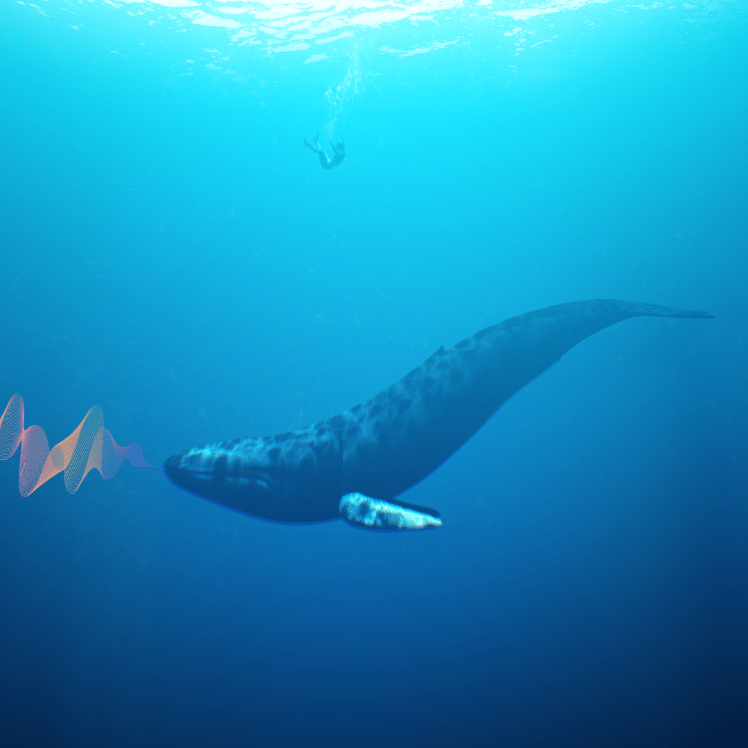 Fréquences vibratoires de la baleine